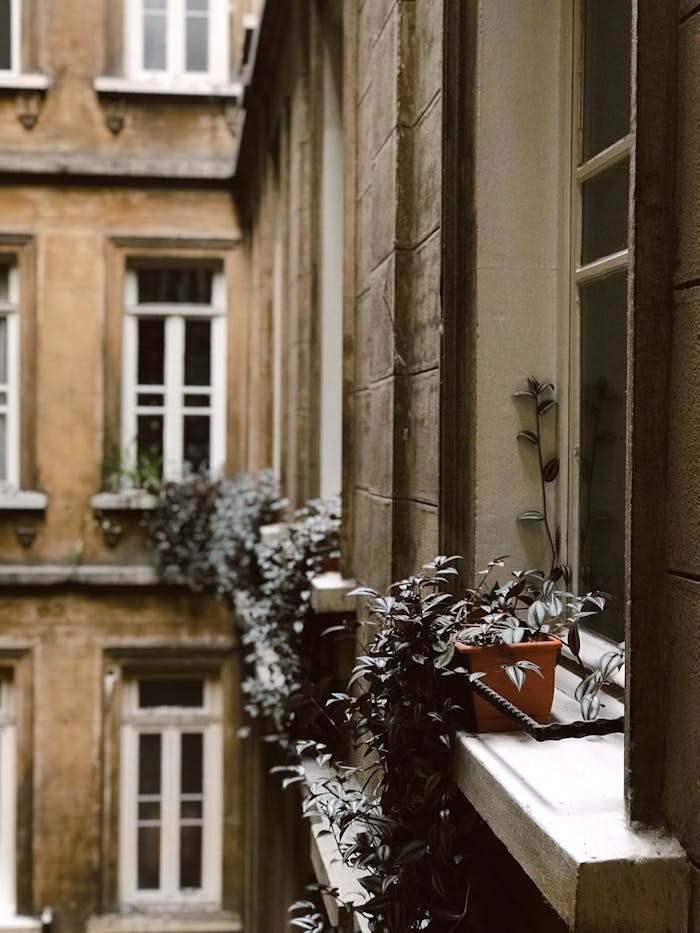 Potted plants on a windowsill